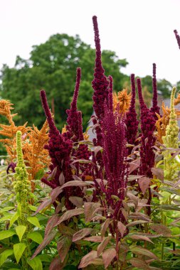 Ev bahçesinde yetişen farklı türde amaranth filizleri