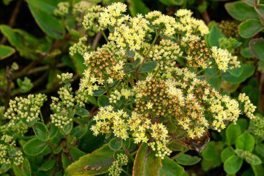 Bahçedeki çiçek tarhında yeşil sedum çiçeği