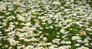 Taze beyaz papatya tarlası.