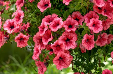 Çiçek saksısında pembe petunya çalısı