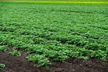 Kara toprağın arka planına karşı yeşil patates çalıları