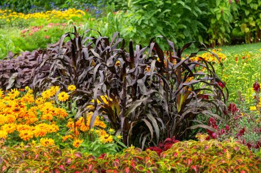 Çiçek tarlasında çeşitli çiçekler var. Bir yaz parkında güzel bir çiçek tarhı