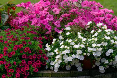 Çiçek saksılarında çok renkli petunyalar var. Şehir için dekorasyon