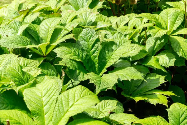 Bahçedeki Rodgersia çiçek bitkisi. Kapat.