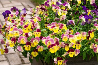 Çiçek saksısında bir sürü renkli hanım evladı. Şehir için dekorasyon