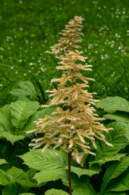 Rodgersia flowering plant in garden. Close up clipart