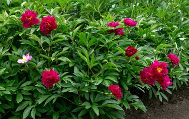 Bahçedeki yeşil yaprakların arka planına karşı kırmızı şakayıklar.