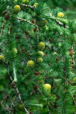 Genç yeşil kozalaklar baharda ormanda dallar üzerinde.