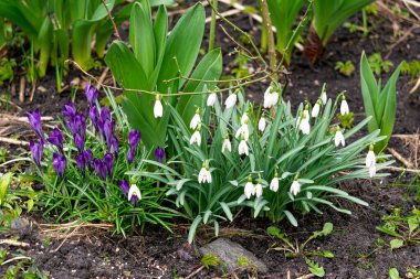 İlk ilkbahar çiçekleri timsahlar ve beyaz kardamlalarıdır. Baharın başlarında