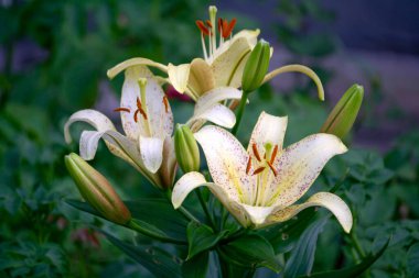 Bahçede benekli beyaz bir oryantal kaplan zambağı çalısı