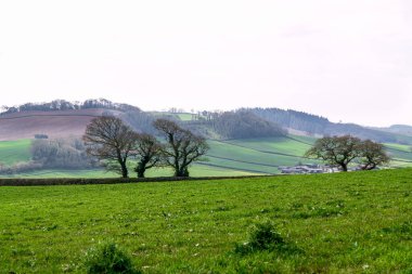 İngiltere, Devon, Crediton, Avrupa 'daki yemyeşil tarlaların ve çayırların manzarası