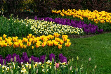 Pısırıklar, mor sümbüller ve sarı laleler baharın başlarında parkta çiçek açarlar.