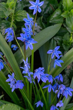 Sibirya BlueBell 'inin mavi çiçekleri baharın başlarında açar.
