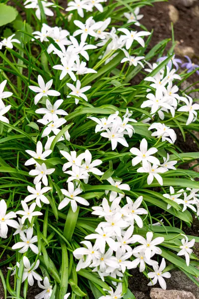Chionodoxa 'nın ilk bahar çiçekleri beyaz çiçeklerle