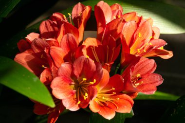 Güzel açan turuncu tropikal Clivia çiçekleri