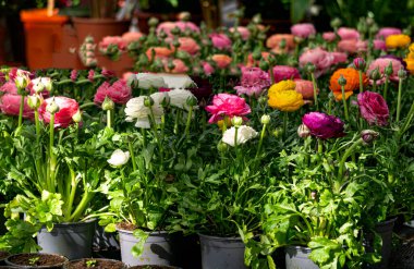 Çok renkli ranunculus çiçekleri bir seradaki saksıda çiçek açar.