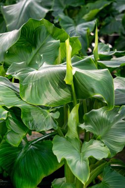 Büyük bir serada zambak çiçeği, satılık süs bitkileri.