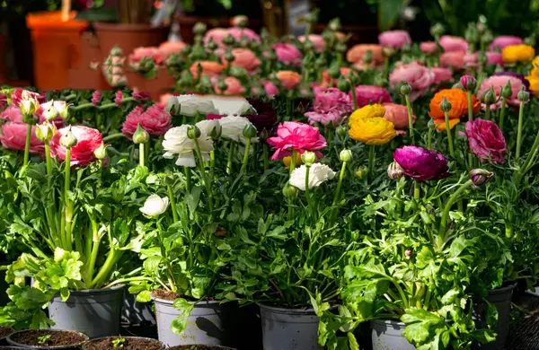 Çok renkli ranunculus çiçekleri bir seradaki saksıda çiçek açar.