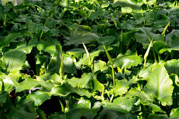 Büyük bir serada zambak çiçeği, satılık süs bitkileri.