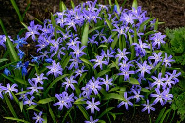 Mavi çiçekli Chionodox 'un ilk bahar çiçekleri