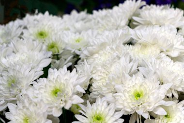 Güzel bir buket beyaz kasımpatı.