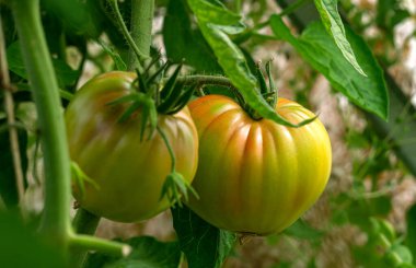 Serada olgunlaşan iki yeşil domates. Yeni hasat