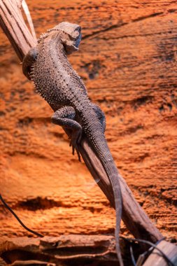 Reptiles in Malta's National Aquarium