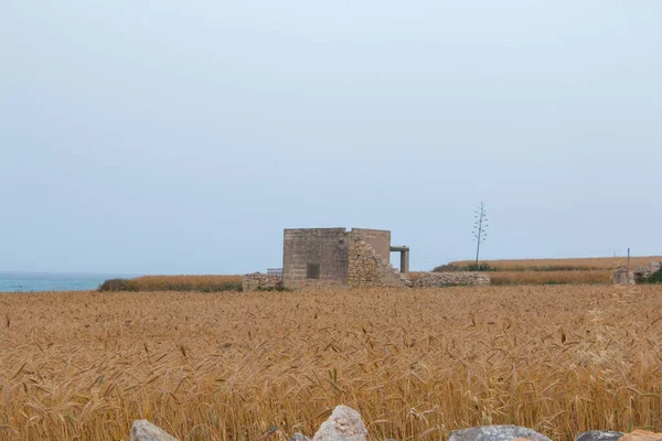 Arka planı Akdeniz olan buğday tarlası. Neredeyse son sahnedeki Gladyatör gibi.