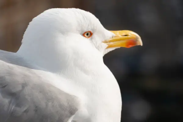 Vahşi şehre dönmeden önce biraz soluklanma zamanı.