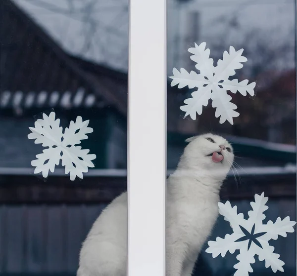 겨울에 창문에 창문에는 새로운 눈송이를 붙이고 고양이가 유리를 핥는다 고양이의 — 스톡 사진
