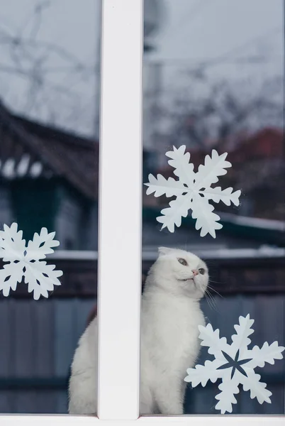 Witte Huiskat Het Raam Met Sneeuwvlokken Thuis Serieuze Grappige Kat — Stockfoto
