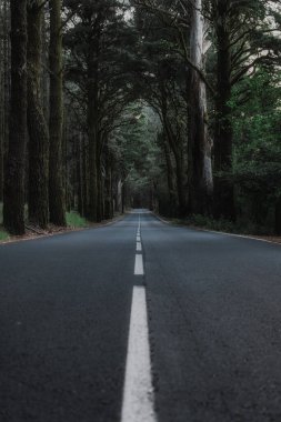 Ormanda boş asfalt yol