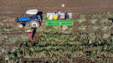 Torbali - Izmir - Turkey, January 24, 2023, Seasonal workers working in a leek field