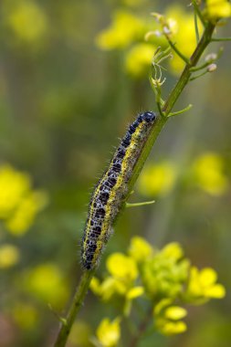 Sinapis arvensis Turkish name: Great White Angel (Pieris brassicae) kelebek tırtıl on hardard grass. Bitkiden beslenirken.
