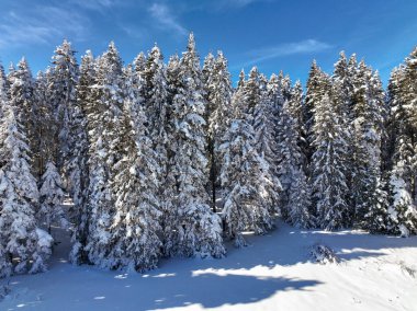Aerial drone view of snowy pine trees forest. Bolu - Turkey.