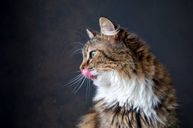 Uzun saçlı tekir kedi dili dışarıda yatıyor.