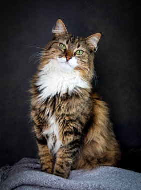 Uzun saçlı tekir kedi dili dışarıda yatıyor.