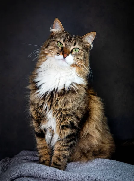 Longhaired Tabby Cat Lying Tongue Out — Foto Stock