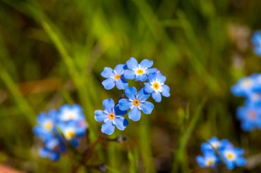 Myosotis akrepleri doğru ya da su beni unutma. Türkçe adı: Unutma beni cicegi