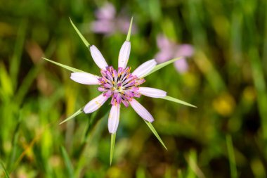 Vahşi bitki; bilimsel isim; Geropogon hibridus veya Tragopogon porrifolius
