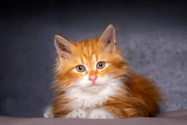 Niedliches Kätzchen Orange Maine Coon Kätzchen — Stockfoto