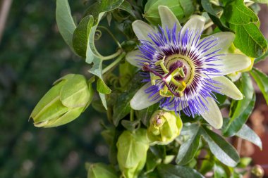 Passiflora 'yı kapatın. Tutku Çiçeği (Passiflora caerulea) yaprakları tropikal bahçede. Güzel tutku meyvesi çiçeği veya Passiflora (Passifloraceae)).
