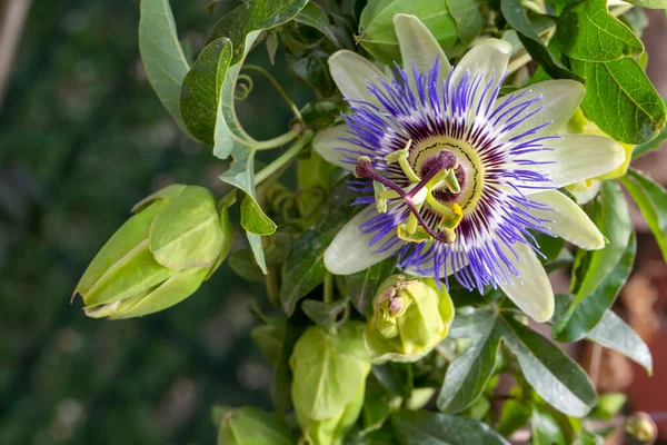 Zamknij Pasyflorę Pasja Kwiat Passiflora Caerulea Liść Tropikalnym Ogrodzie Piękny — Zdjęcie stockowe