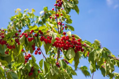 Kiraz ağacında sallanan kirazlar