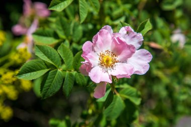 Köpek gülü Rosa canina açık pembe çiçekler dallarda çiçek, güzel yabani çalı, yeşil yapraklar