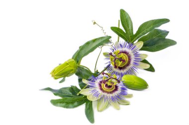 Beyaz arka planda Passiflora incarnata