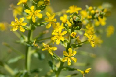 Leontice leontopetalum ya da Rakaf 'ın sarı çiçekleri. Leontice yabani bitkisi. Çiçek açıyor. Eko-turizm. Açık hava makro görüntüsü