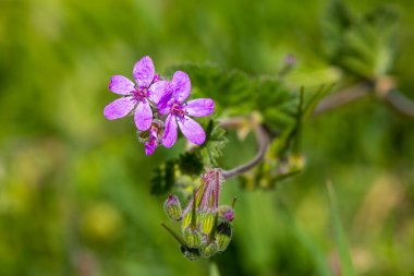 Wild flower in nature, scientific name; Erodium malacoides