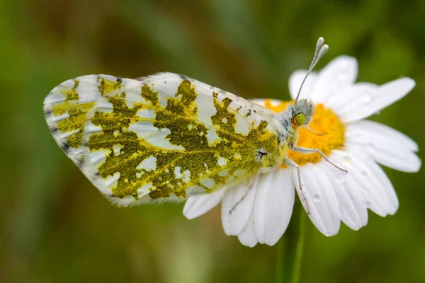 Motyl Naturze Stokrotki Nazwa Naukowa Euchloe Ausonia Okultyzm Górski Wschodnia — Zdjęcie stockowe