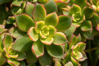 Aeonium haworthii 'Dream Color', genellikle Kiwi Aeonium olarak bilinir, açık yeşil, krem ve kırmızı tonlara sahiptir..
